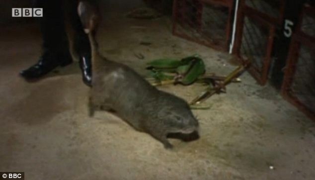 rat sale in east london3